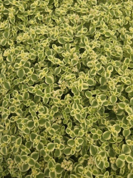 SEDUM Little Shimmer